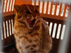 迅速上报镇林业部门