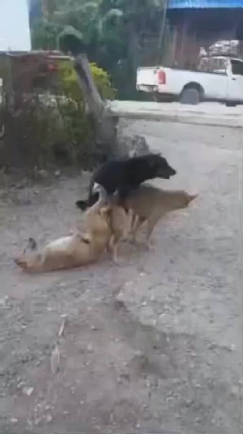 国足0比1负喀麦隆，林良铭韦世豪屡造威胁